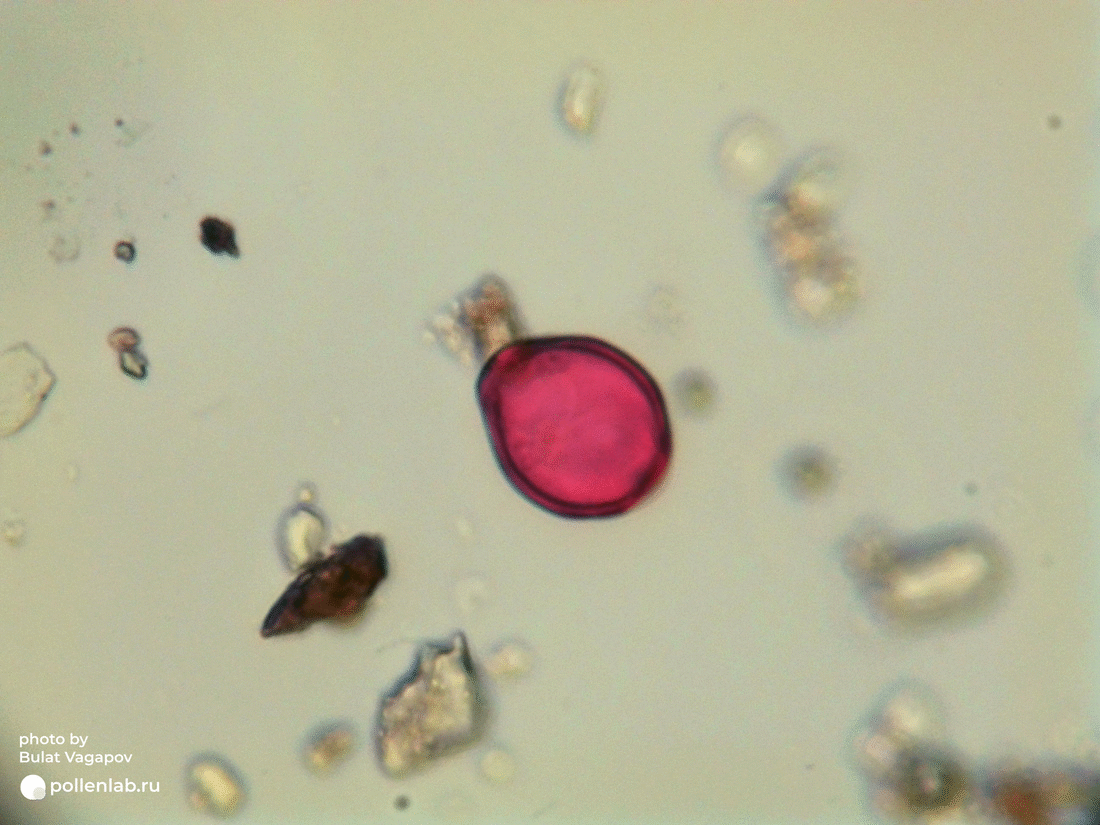 Corylus pollen_4 (pollenlab.ru)