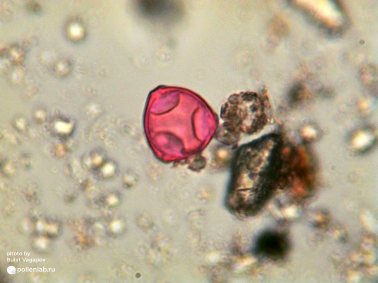Corylus pollen_5 (pollenlab.ru)