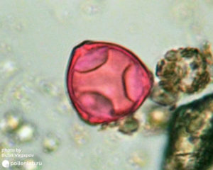 Corylus pollen (pollenlab.ru)