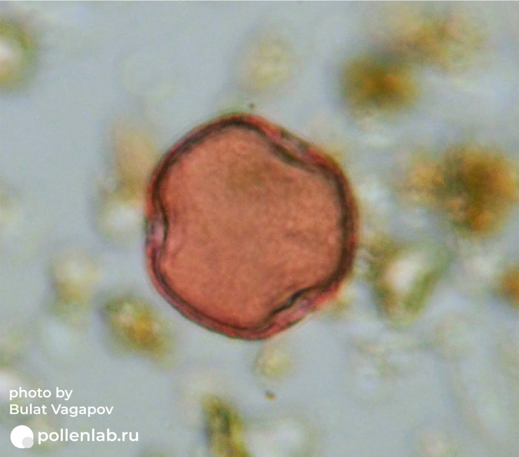 Tilia pollen (pollenlab.ru)