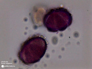 Glechoma pollen (pollenlab.ru) (3)
