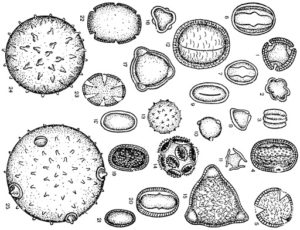 pollen morphology